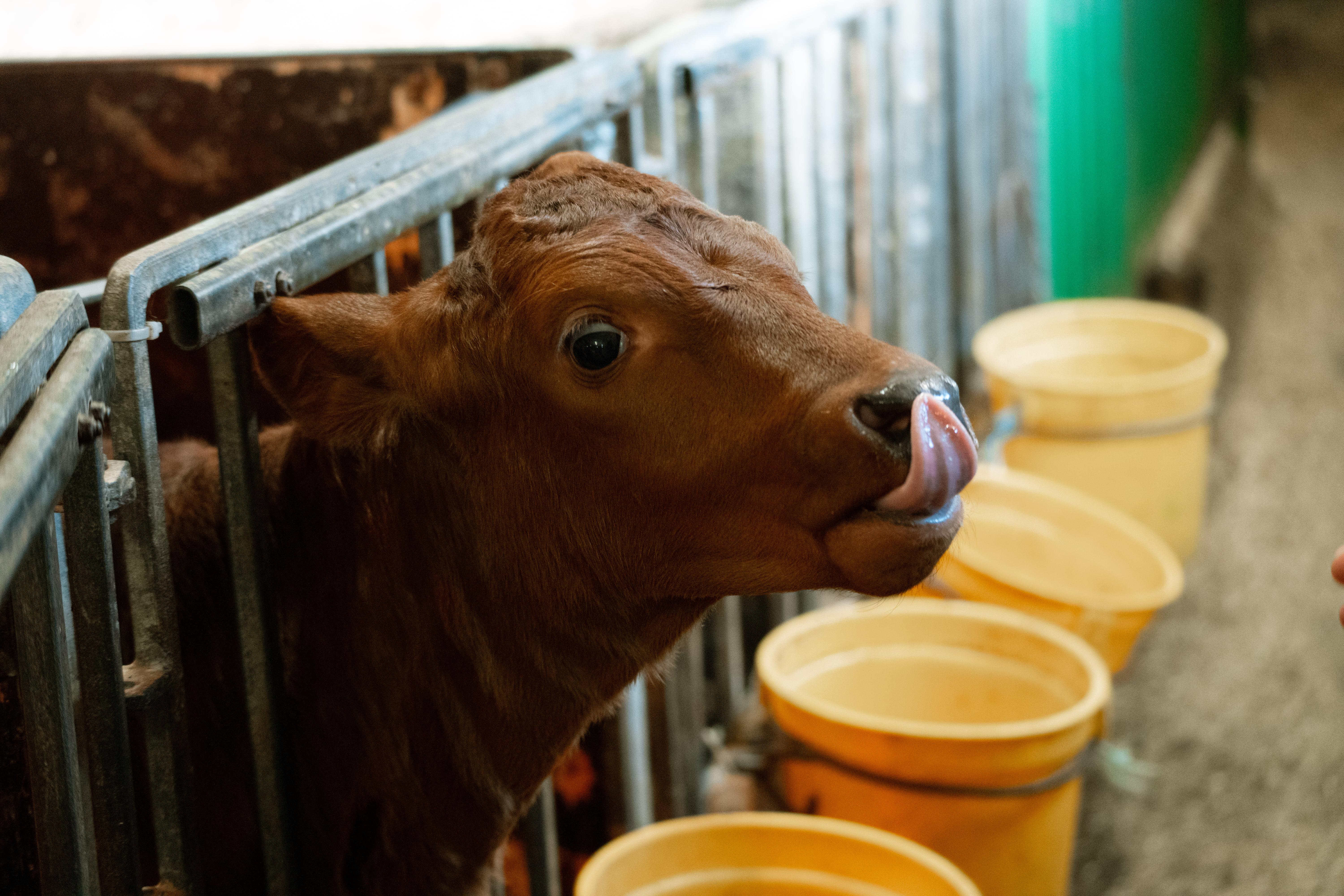 Ku står i ein bås og sleiker seg rundt munnen. Det er gule bøtter langs kanten og metallgjerde rundt.