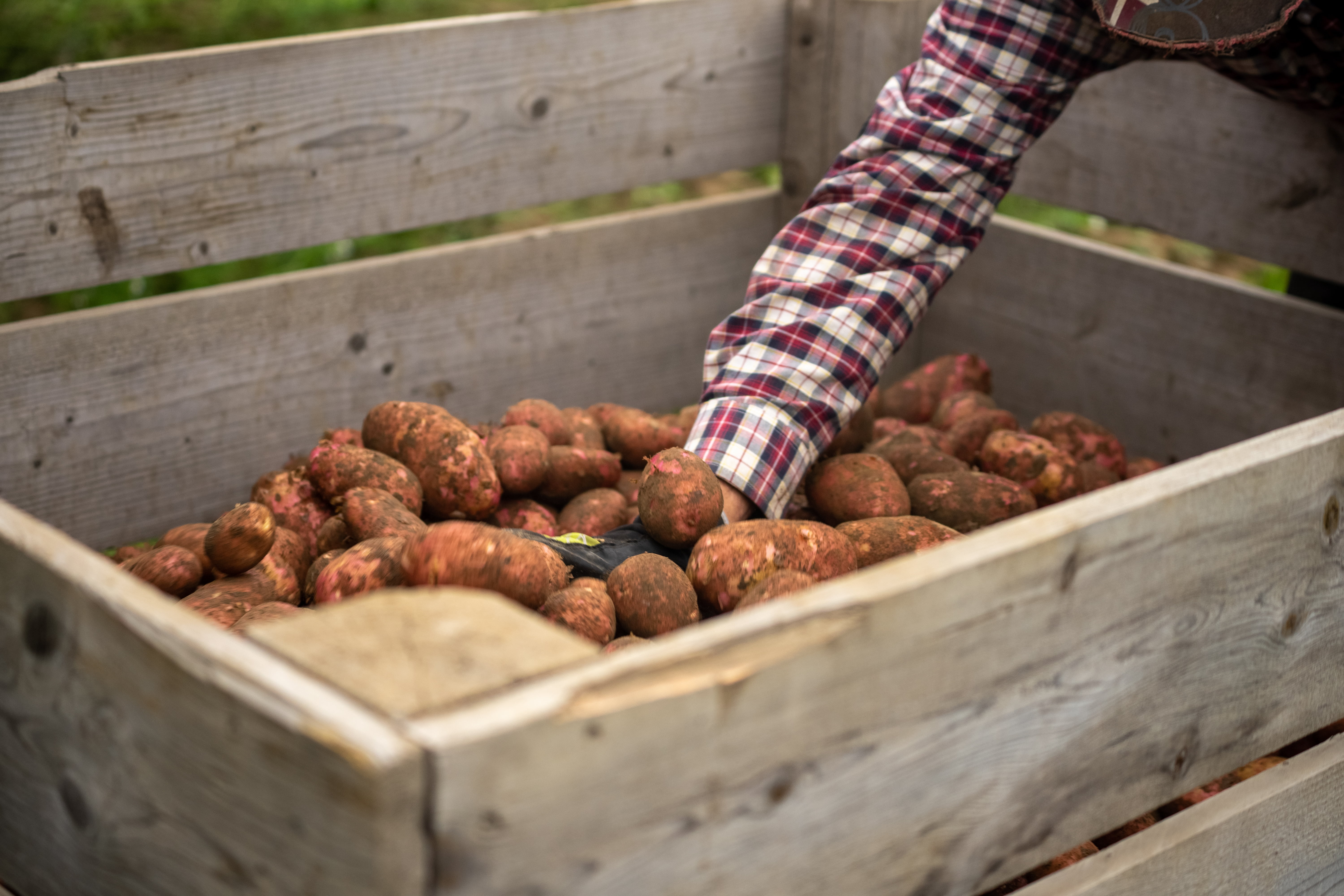 Hand med hanske plukkar poteter frå ei stor trekasse ute på garden.