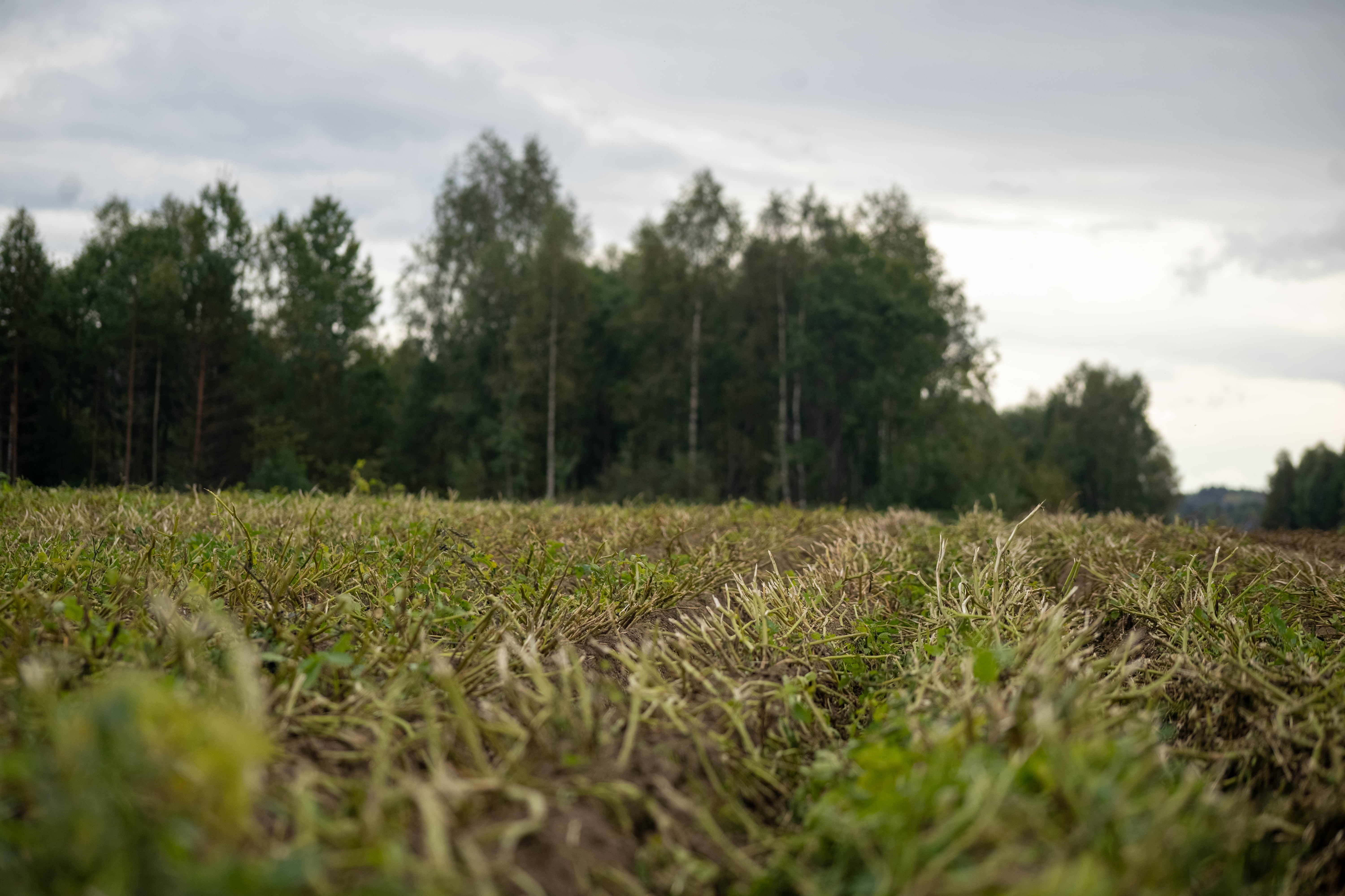 Hausta åker med visne plantar og grøne tre i bakgrunnen under overskya himmel.