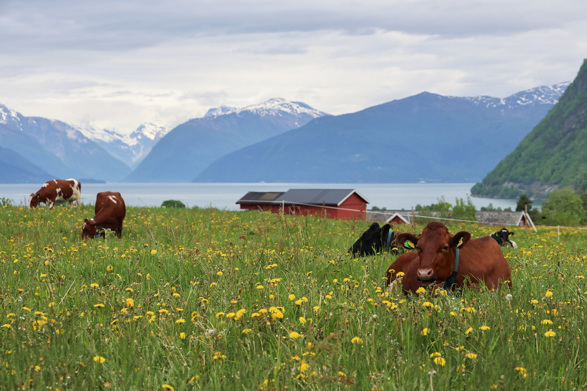 Kyr i blomstereng ved fjord, med fjell og raud gard i bakgrunnen.