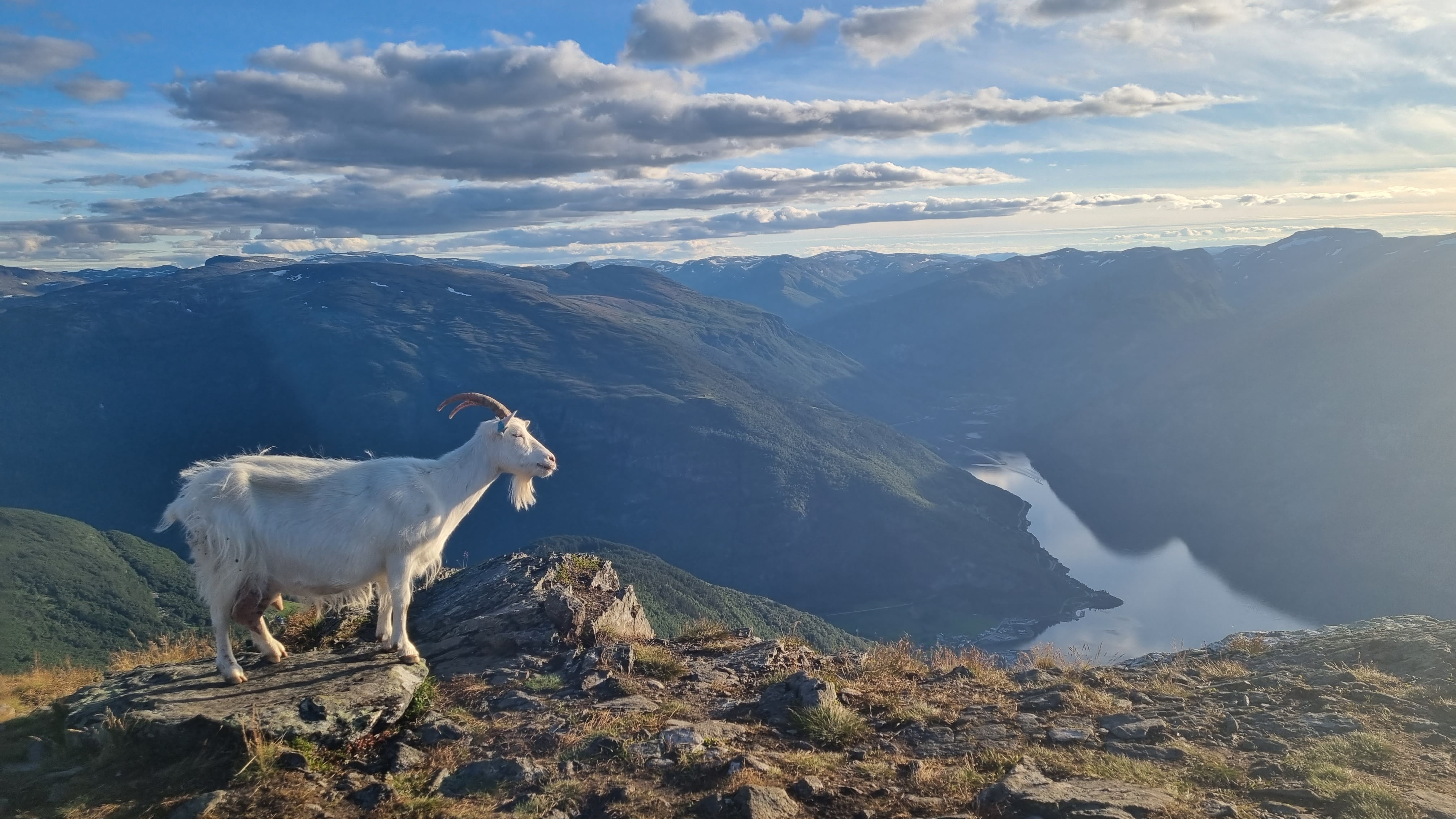 Bilete av ei geit som ser utover fjorden.